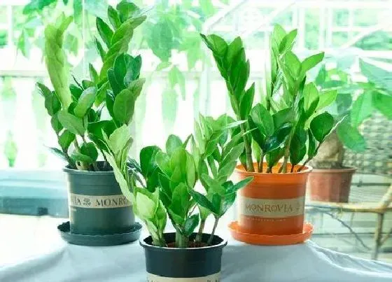 植物常识问题|扦插金钱树教程
