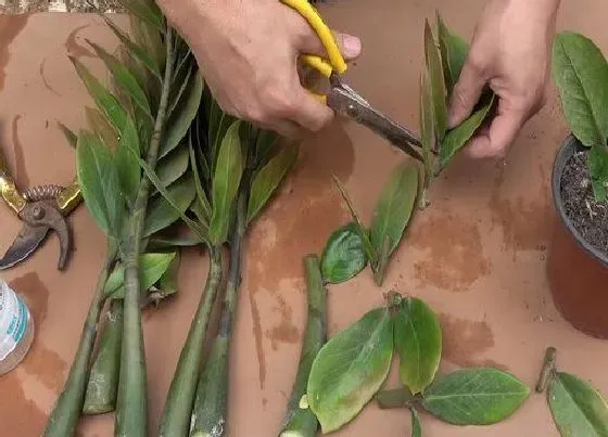 植物常识问题|扦插金钱树教程