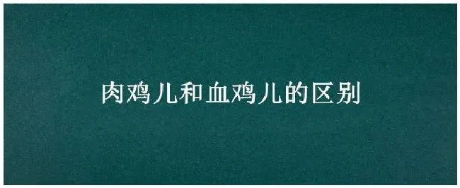 肉鸡儿和血鸡儿的区别 | 三农问答