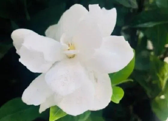 植物常识问题|栀子花怎么追肥花苞挂满枝头