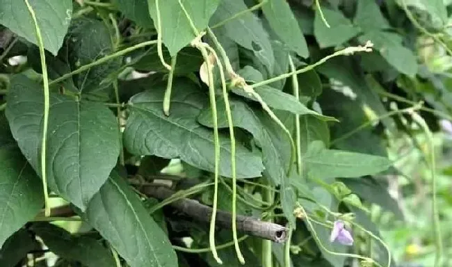 植物常识问题|豆角开花了需要追肥吗（长豆角开始结果中施什么化肥）