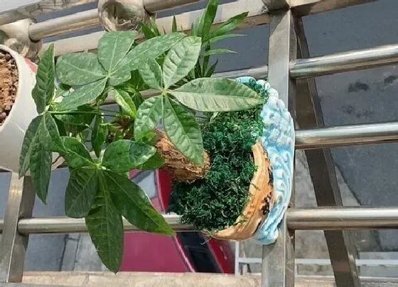 植物常识问题|春季养护发财树都有哪些技巧呢