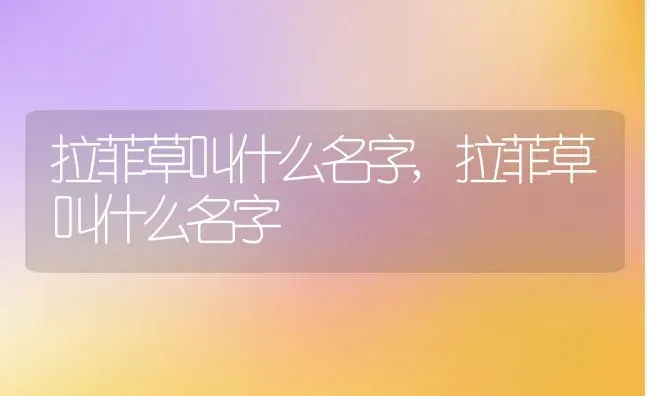巴西野牡丹好养吗养殖方法和养护要点,巴西野牡丹如何养殖？ | 养殖常见问题