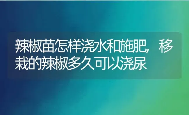 辣椒苗怎样浇水和施肥,移栽的辣椒多久可以浇尿 | 养殖常见问题