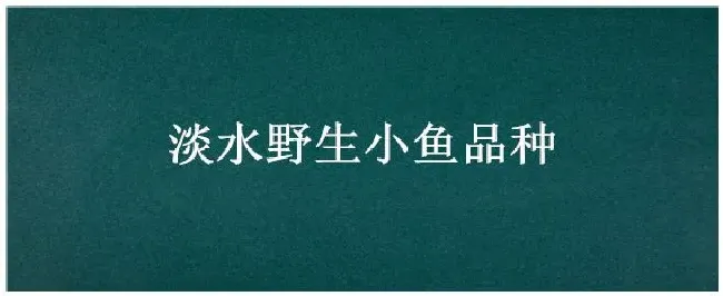 淡水野生小鱼品种 | 生活常识