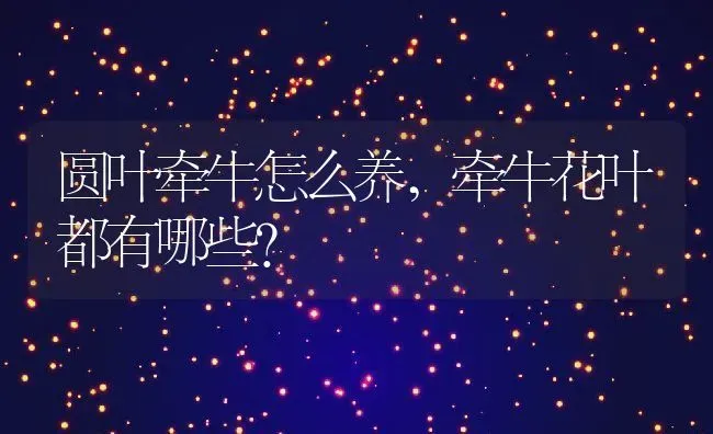 圆叶牵牛怎么养,牵牛花叶都有哪些？ | 养殖常见问题