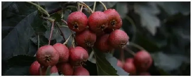 山楂食心虫什么时候打药 | 农业常识