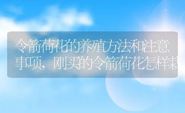 令箭荷花的养殖方法和注意事项,刚买的令箭荷花怎样栽 | 养殖常见问题