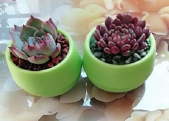 植物常识问题|多肉出现小尾巴要怎么处理