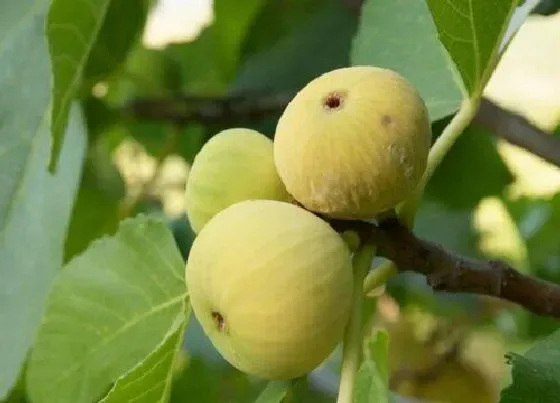 植物常识问题|无花果容易掉落该如何预防