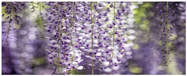 紫藤花的种植注意事项 | 农业常识