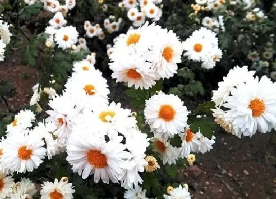 植物常识问题|家养的菊花开花小的原因及正确养殖方法
