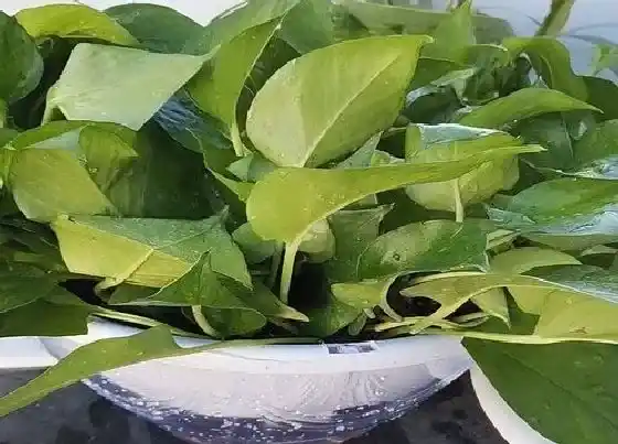 植物常识问题|绿萝如何施肥不容易黄叶