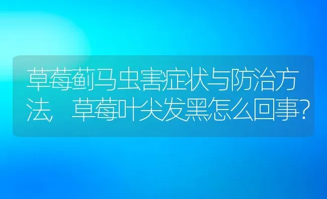 草莓蓟马虫害症状与防治方法,草莓叶尖发黑怎么回事？ | 养殖常见问题