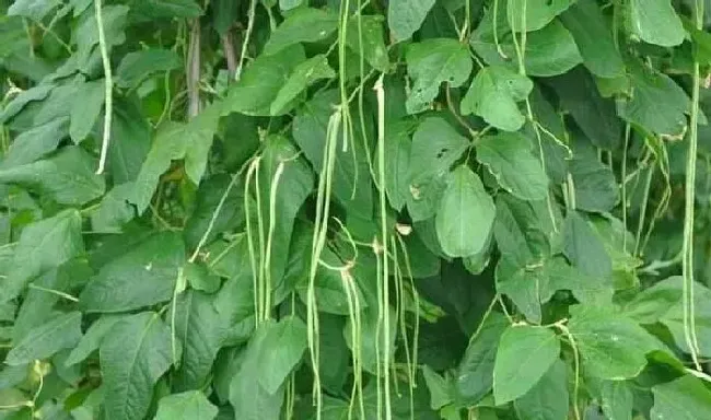 植物常识问题|豆角开花了需要追肥吗（长豆角开始结果中施什么化肥）