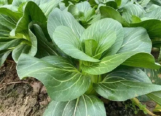 植物常识问题|油菜和青菜的区别