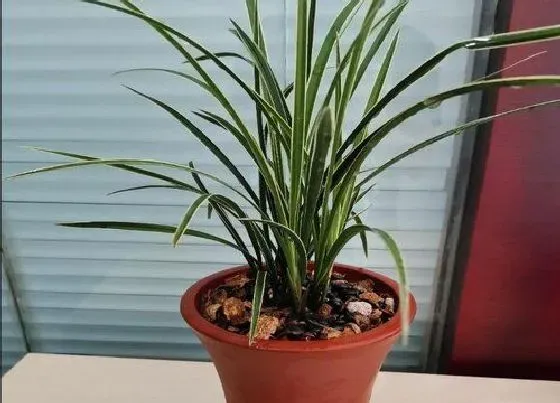 植物常识问题|兰花如何预防病虫害