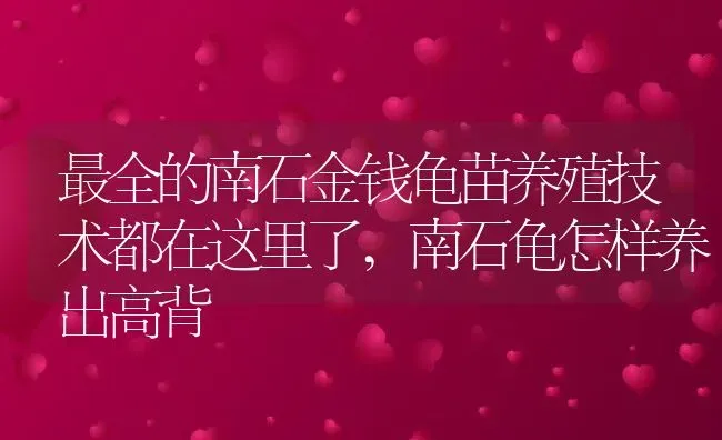 最全的南石金钱龟苗养殖技术都在这里了,南石龟怎样养出高背 | 养殖常见问题