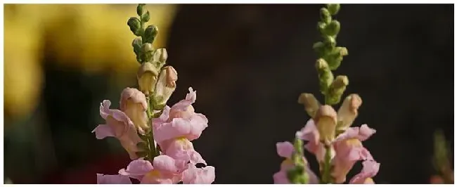 金鱼草的种植注意事项 | 生活常识