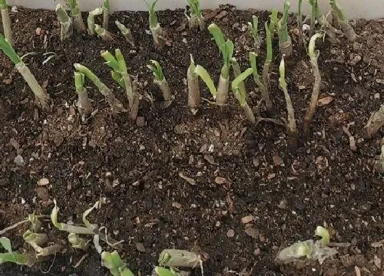 植物常识问题|韭菜冲施什么肥料好（种韭菜用什么肥料浇长得最好）