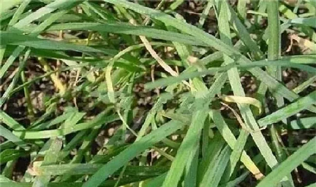 植物常识问题|韭菜黄叶是什么原因引起的（韭菜枯萎黄叶防治措施）