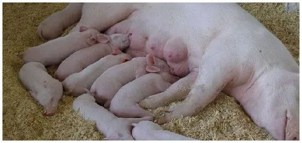 母猪怎么配种 | 农业答疑