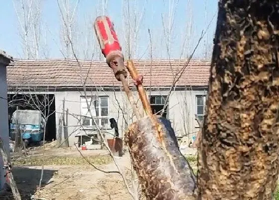 植物常识问题|果树哪个季节嫁接最好（果树嫁接在几月份比较适宜）