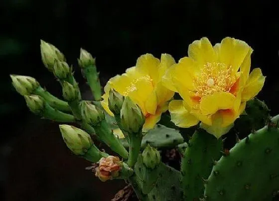 植物常识问题|仙人掌开花结果是什么样子