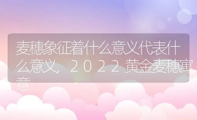 麦穗象征着什么意义代表什么意义,2022黄金麦穗寓意 | 养殖常见问题