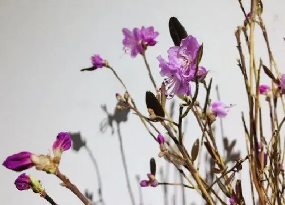 植物常识问题|花卉严重缺水干枯如何拯救