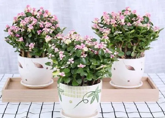 植物常识问题|金枝玉叶如何养护叶片绿油油