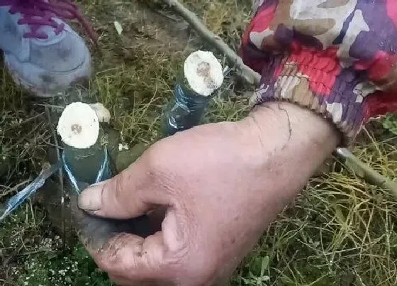 植物常识问题|果树哪个季节嫁接最好（果树嫁接在几月份比较适宜）