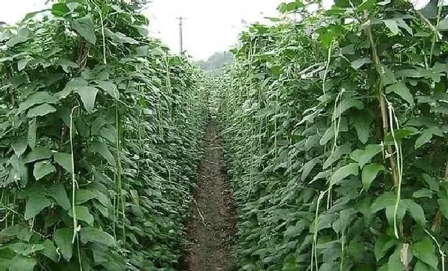 植物常识问题|豆角开花了需要追肥吗（长豆角开始结果中施什么化肥）