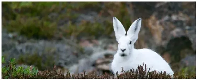 小白兔生活习性 | 三农问答