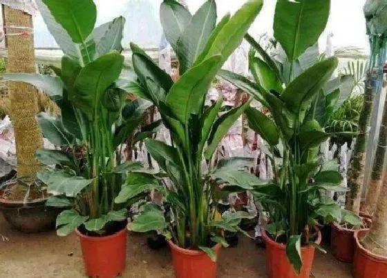 植物常识问题|如何区分鹤望兰的真假