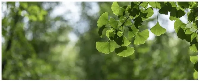 植物病毒病害怎么治 | 农业常识