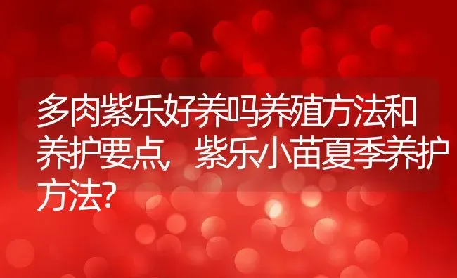 多肉紫乐好养吗养殖方法和养护要点,紫乐小苗夏季养护方法？ | 养殖常见问题