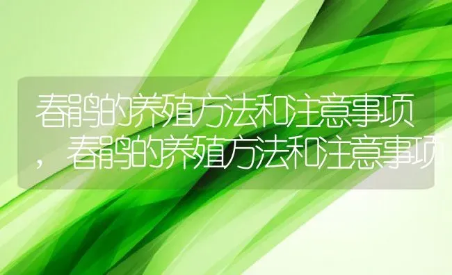 春鹃的养殖方法和注意事项,春鹃的养殖方法和注意事项 | 养殖常见问题