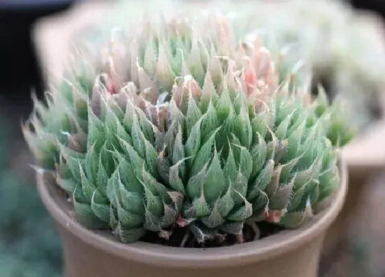 植物常识问题|十大网红绿植 今年最流行最受欢迎的绿植排行