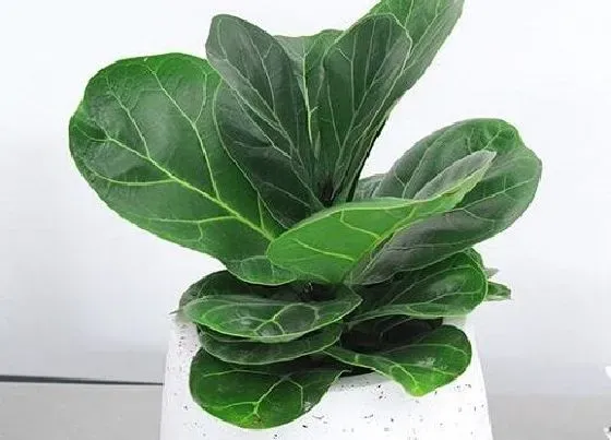 植物常识问题|十大网红绿植 今年最流行最受欢迎的绿植排行