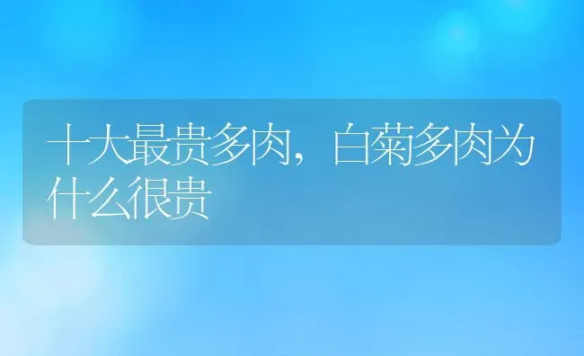 十大最贵多肉,白菊多肉为什么很贵 | 养殖常见问题