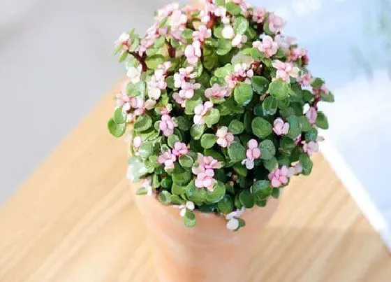 植物常识问题|金枝玉叶如何养护叶片绿油油