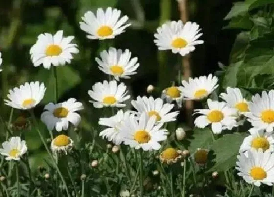 植物常识问题|菊花象征着什么意义