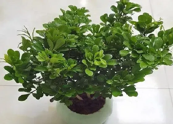 植物常识问题|米兰养护步骤开花多又香