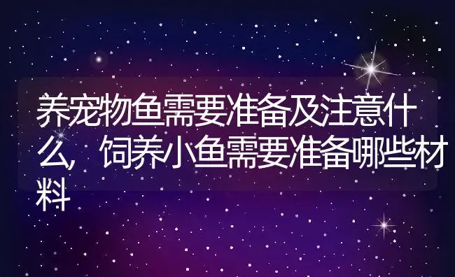 养宠物鱼需要准备及注意什么,饲养小鱼需要准备哪些材料 | 养殖常见问题