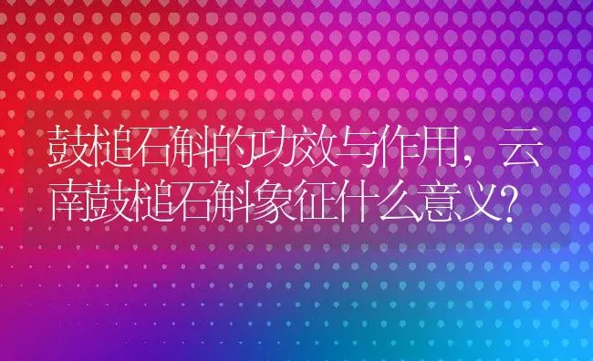 鼓槌石斛的功效与作用,云南鼓槌石斛象征什么意义？ | 养殖常见问题