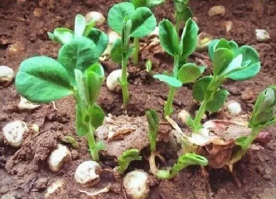 植物常识问题|豌豆什么时候播种子的 种植豌豆尖的最佳时间