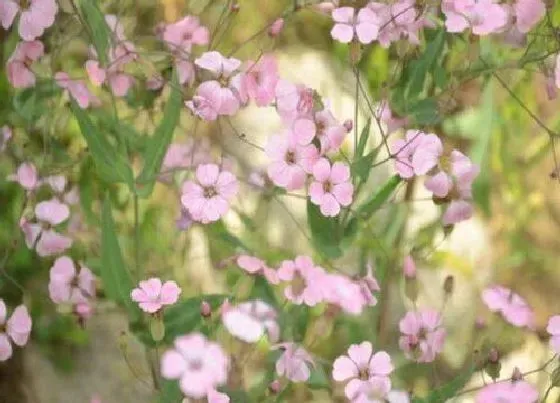 植物常识问题|麦蓝菜和满天星的区别