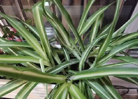 植物常识问题|吊兰如何修剪长得精致