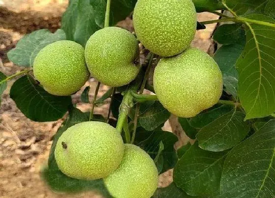 植物常识问题|核桃收获的最佳时间 核桃脱皮方法